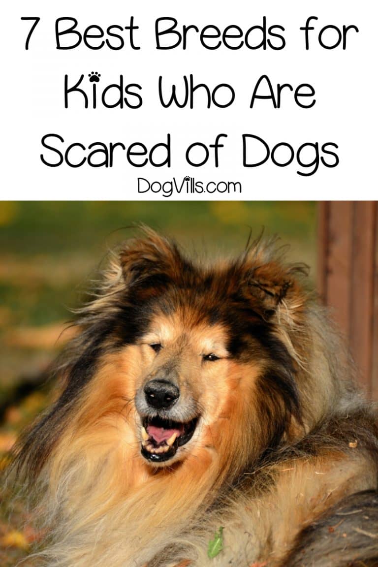 7 Best Dog Breeds For Scared Children DogVills