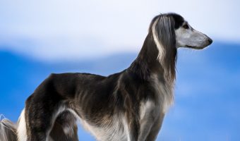 Are there any dog breeds without hip dysplasia? While any dog can get the condition, some are far less prone (including a few large breeds!) Find out which!