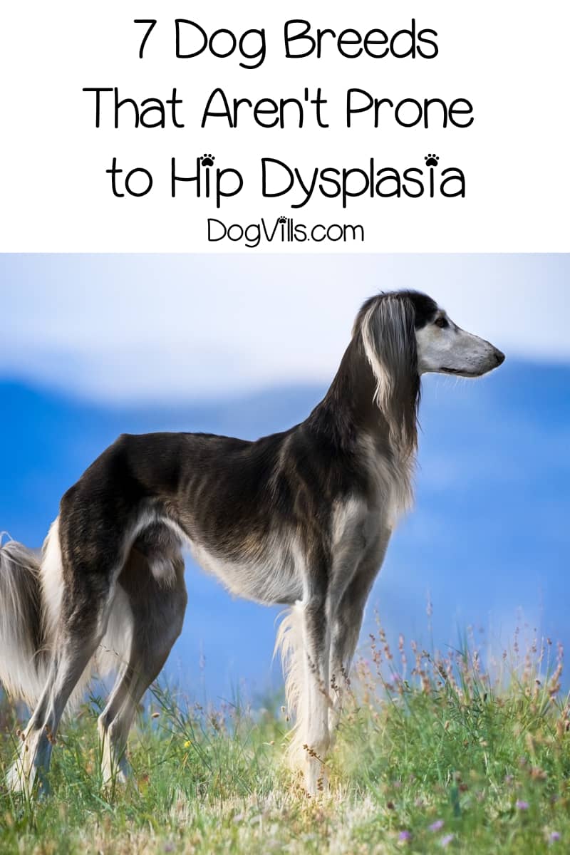 dog product companies