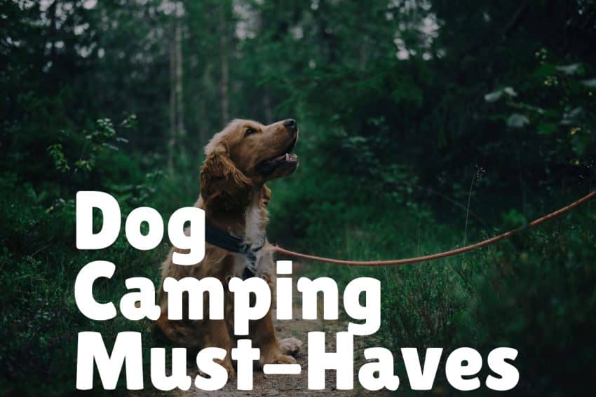 dog camping gear list must haves