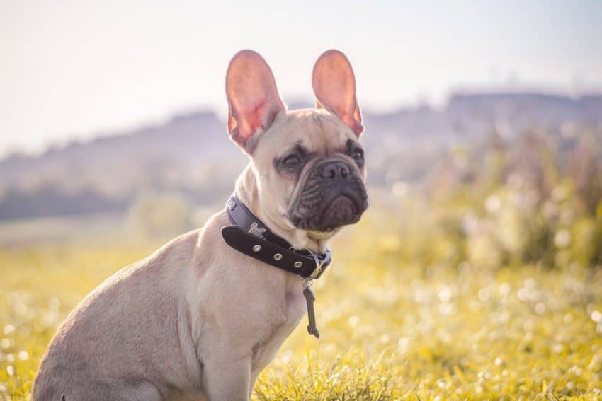 Looking for the best dog names inspired by travel? Read on for 110 related to famous travels, cities around the world, and more!