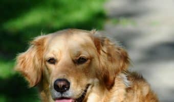 Are you wondering about the best dog breeds for scared children? Read on for our top 7 picks!