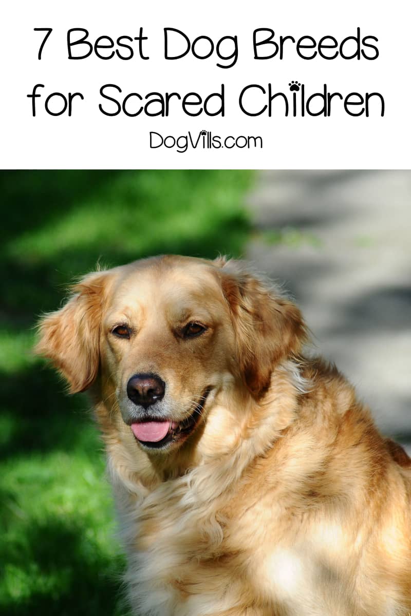 How To Help A Child Terrified Of Dogs