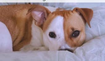 A dog not eating in summer is totally normal. Dogs often lose their appetite in the heat. This guide will help you navigate a dog not eating in summer.