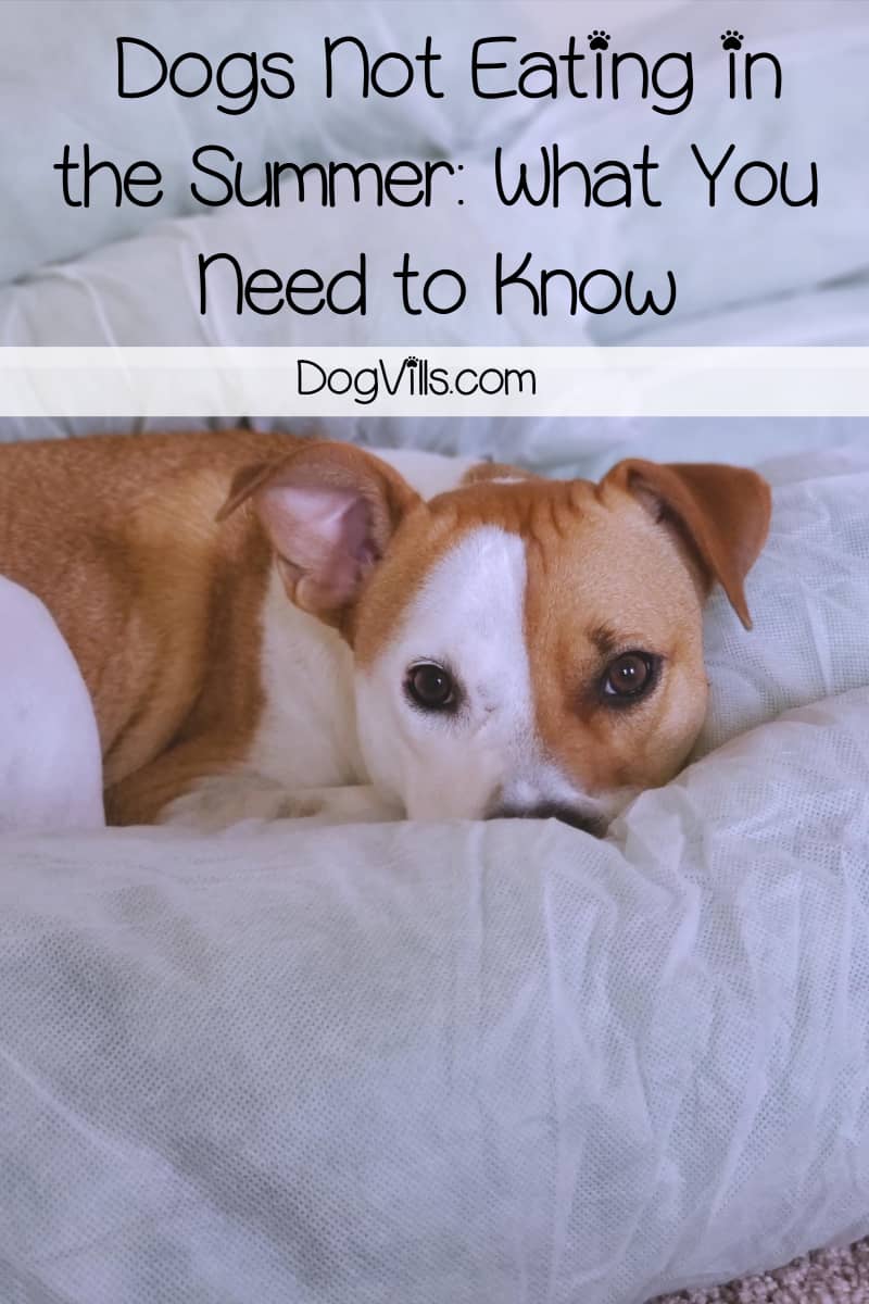 does dog food go bad in heat