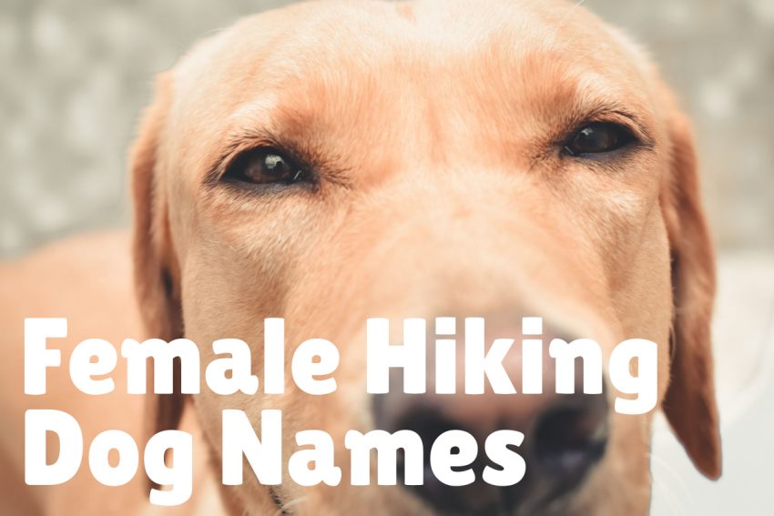 FEMALE HIKING DOG NAMES