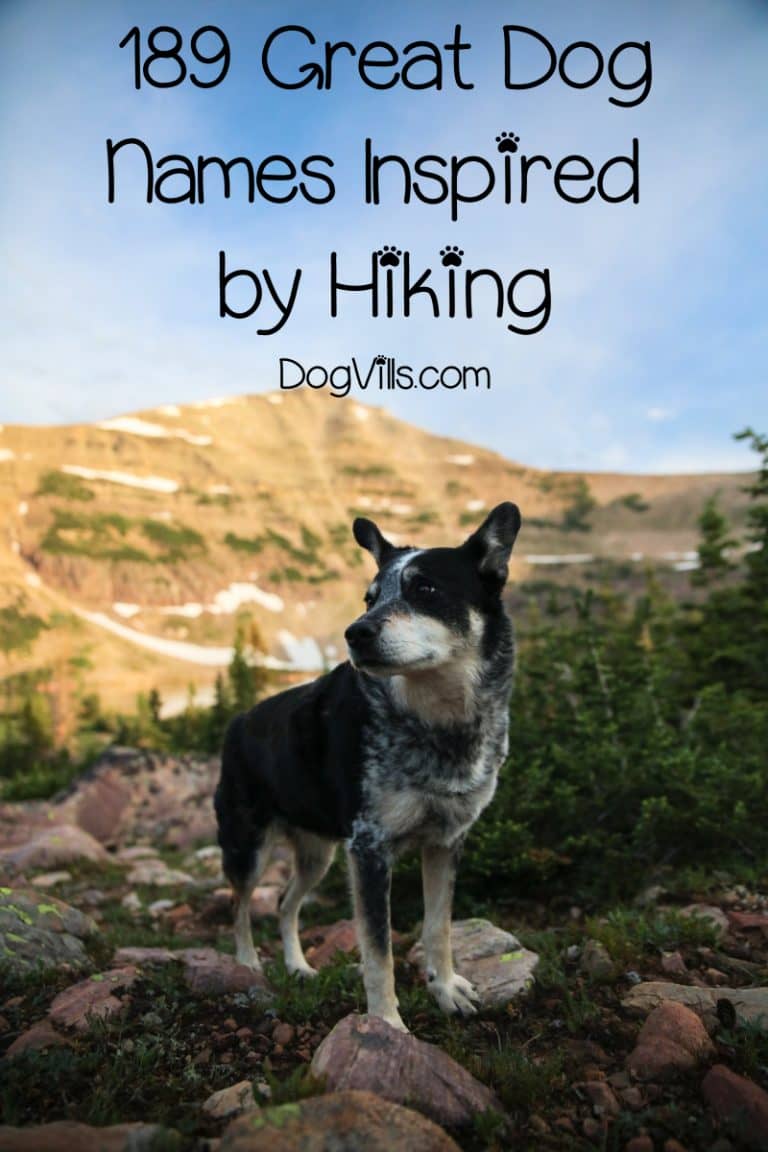189 Outstanding Hiking Dog Names for Males & Females DogVills