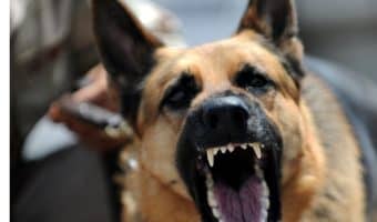 Looking for tips on how to socialize an aggressive dog? Read on for 7 steps that will help Fido move past his aggression issues.