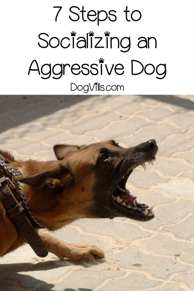 Looking for tips on how to socialize an aggressive dog? Read on for 7 steps that will help Fido move past his aggression issues.