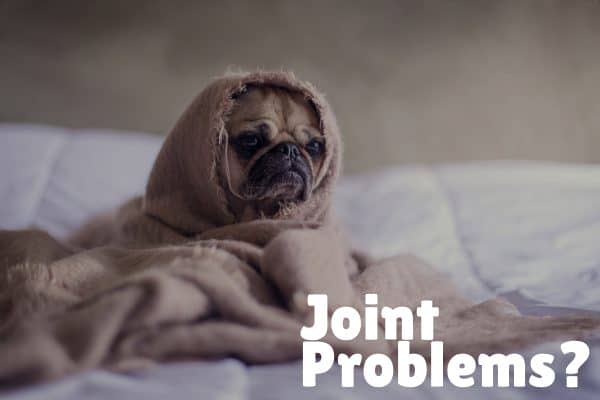 joint problems BuddyRest vs. Big Barker Dog Bed Comparison_ Which Is Best_