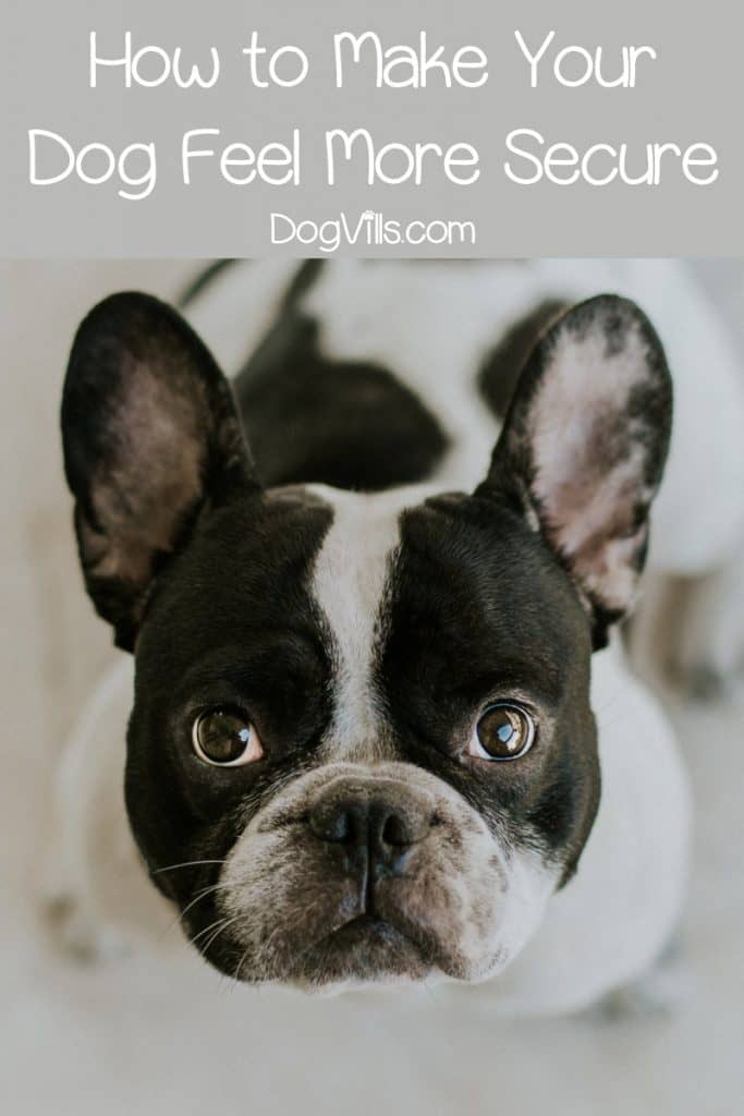 How to Make Your Dog Feel Secure in a New Home- DogVills