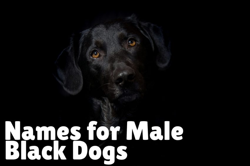 If you're looking for the best black dog names for your ebony-colored pup, you're in luck! We've rounded up over 150 fantastic ideas for male and female dogs. Check them out!