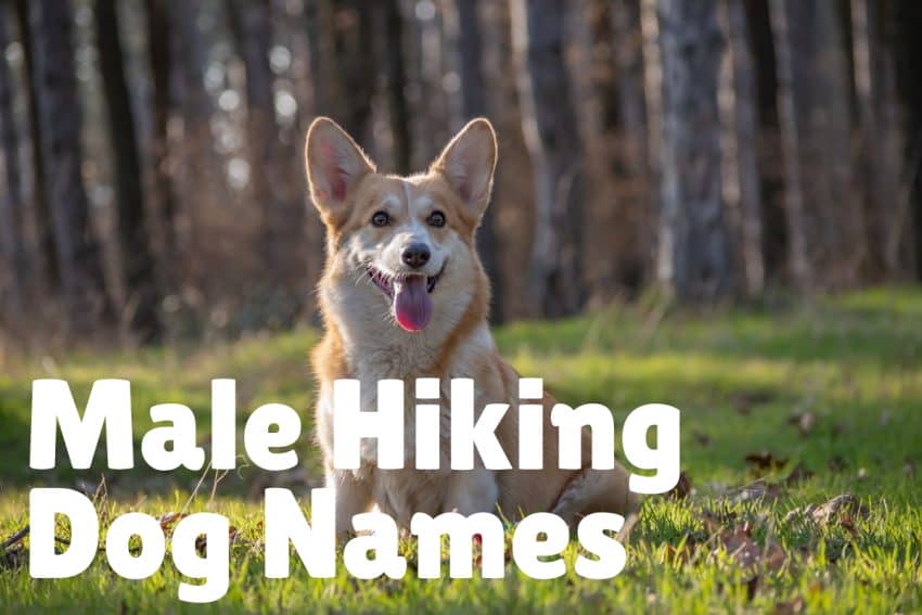 MALE HIKING DOG NAMES