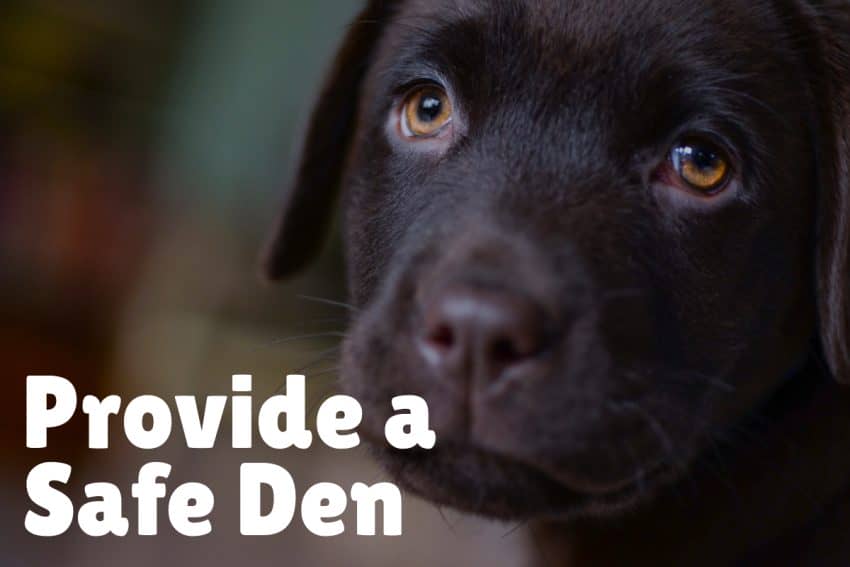 Wondering how to make your dog feel secure in his new home? Read on for 7 tips that will have him feeling safe and comfortable in no time!
