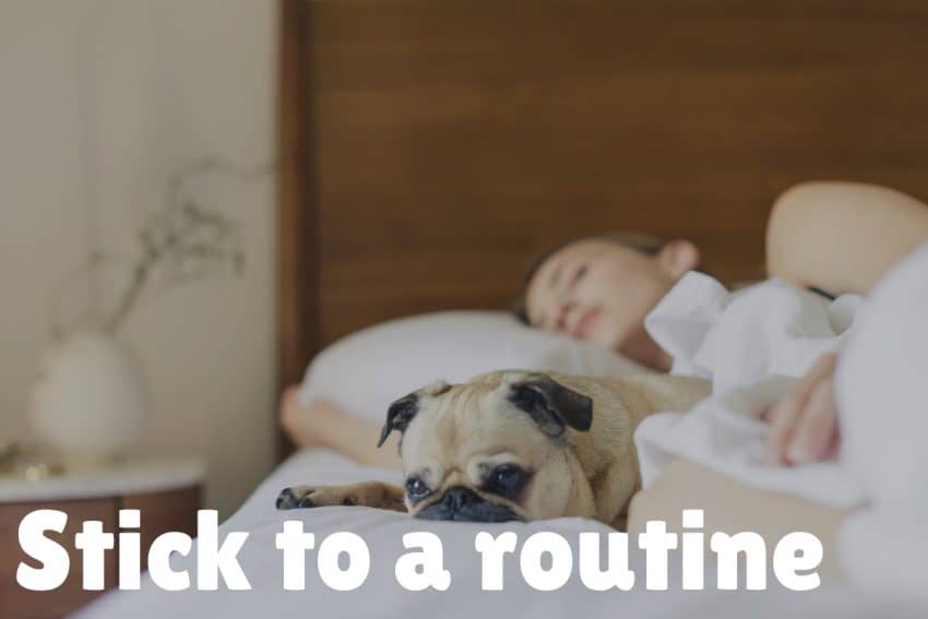 Wondering how to make your dog feel secure in his new home? Read on for 7 tips that will have him feeling safe and comfortable in no time!