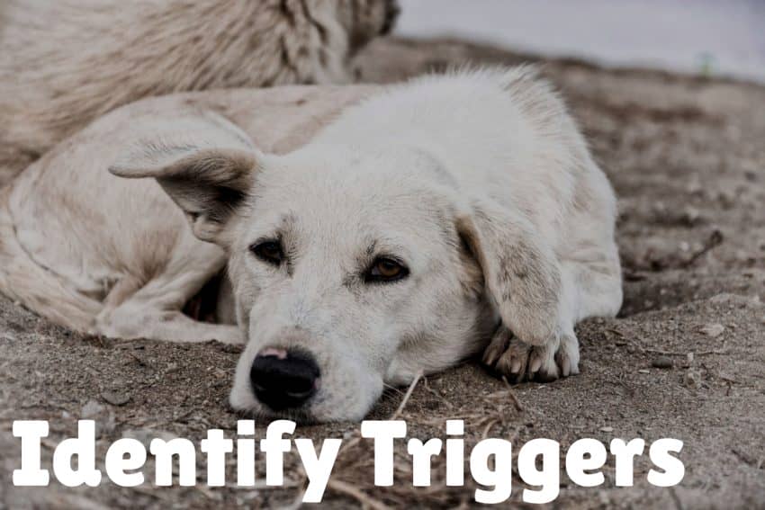 Wondering how to make your dog feel secure in his new home? Read on for 7 tips that will have him feeling safe and comfortable in no time!