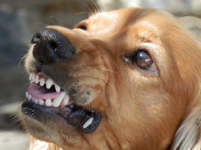 Looking for tips on how to socialize an aggressive dog? Read on for 7 steps that will help Fido move past his aggression issues.