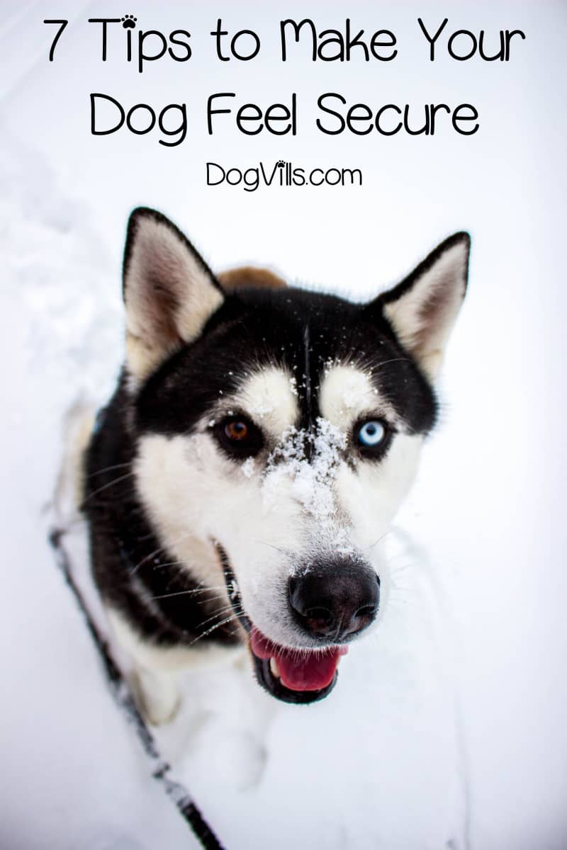 How to Make Your Dog Feel Secure in a New Home- DogVills