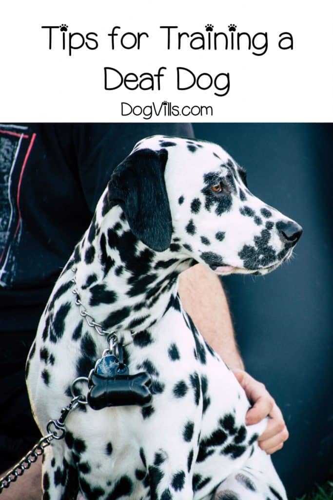 Owning a deaf dog means you'll be approaching training a bit differently. To begin with, you'll be making full use of hand signals.