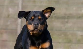 Unleashed dogs aren't usually cause for concern if you keep your cool. Find out what to do- and what not to do- when you encounter an off-leash dog.