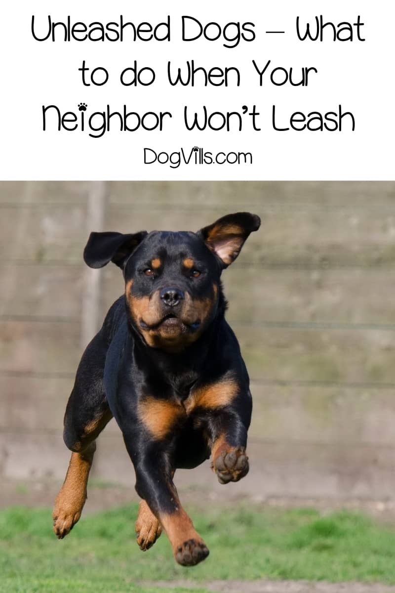 Unleashed Dogs What to do When Your Neighbor Won't Leash DogVills