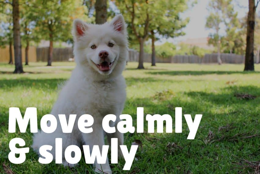 Calmly, and slowly back away from the dog. Don't turn your back and don't run.