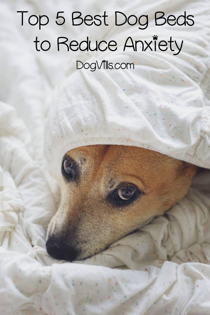 hypoallergenic blankets for dogs