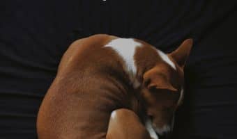 Looking for a complete KONG Chew Resistant Dog Bed review to decide if it's worth buying? Check out our guide to the features, pros & cons!