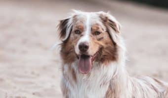 Want to learn about proper nutrition for maintaining healthy skin and coats for your dog? Check out these must-know tips!