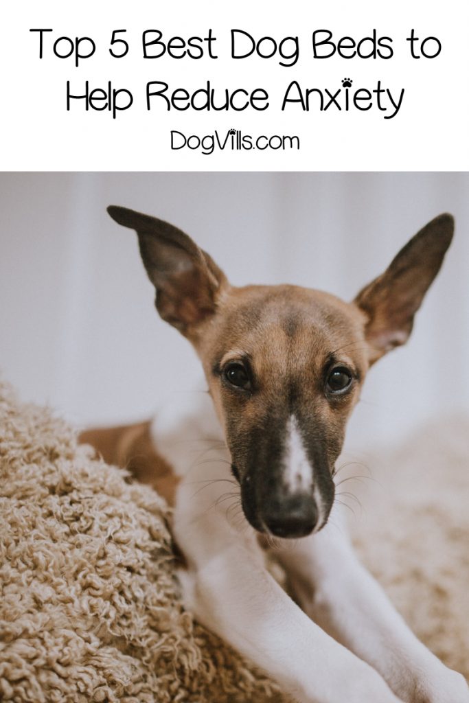 Looking for the best dog beds to reduce anxiety? Read on for our top five picks, plus find out what to look for in an anti-anxiety dog bed!
