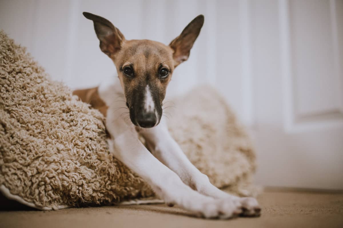 dog gets spooked at night Top 5 Best Dog Beds to Reduce Anxiety