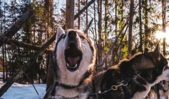 Looking for the best dog breeds for cold weather? We've got you covered! Read on for the top 9 breeds that can handle a chilly environment!