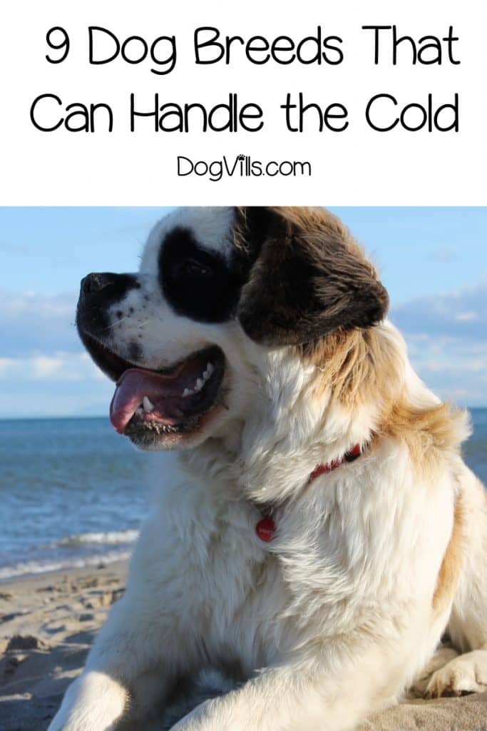 Looking for the best dog breeds for cold weather? We've got you covered! Read on for the top 9 breeds that can handle a chilly environment!