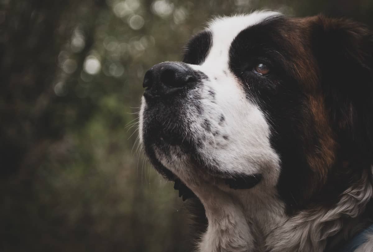 9 Best Dog Breeds for Cold Weather DogVills