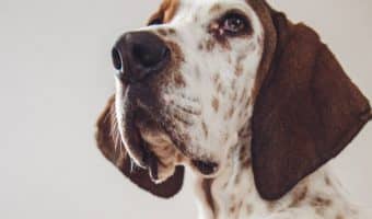 Looking for the best luxury dog beds for your pampered pooch? Read on for our top five picks, plus find out why you should invest in a luxury bed!