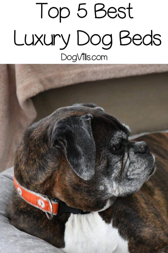 Looking for the best luxury dog beds for your pampered pooch? Read on for our top five picks, plus find out why you should invest in a luxury bed!