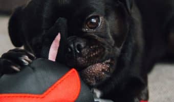 Toys for sales deaf dogs