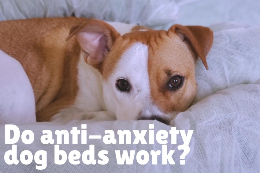 Do anti-anxiety dog beds really work?
