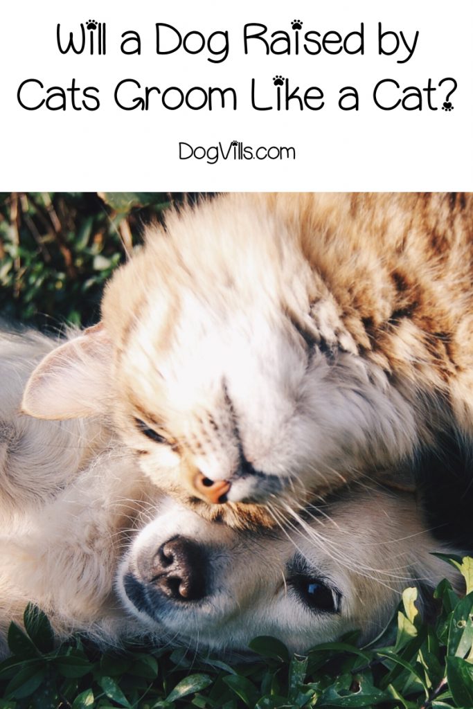 Will a dog raised by cats grow up to groom itself just like a cat? Find out the answer to this strange yet fascinating question about dog behavior!