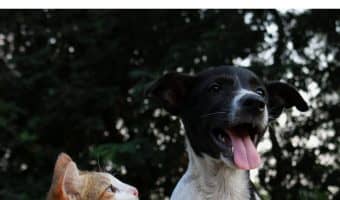 Will a dog raised by cats grow up to groom itself just like a cat? Find out the answer to this strange yet fascinating question about dog behavior!