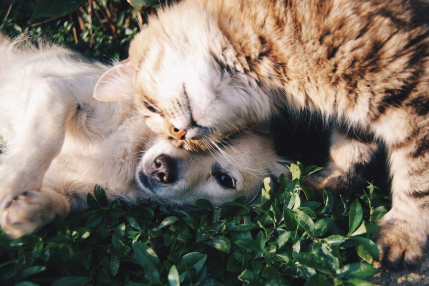 Will a dog raised by cats grow up to groom itself just like a cat? Find out the answer to this strange yet fascinating question about dog behavior!