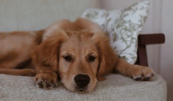 Looking for the best dog sofa beds to replace your traditional flat bed? Check out our top 5 recommendations that your dog will love!
