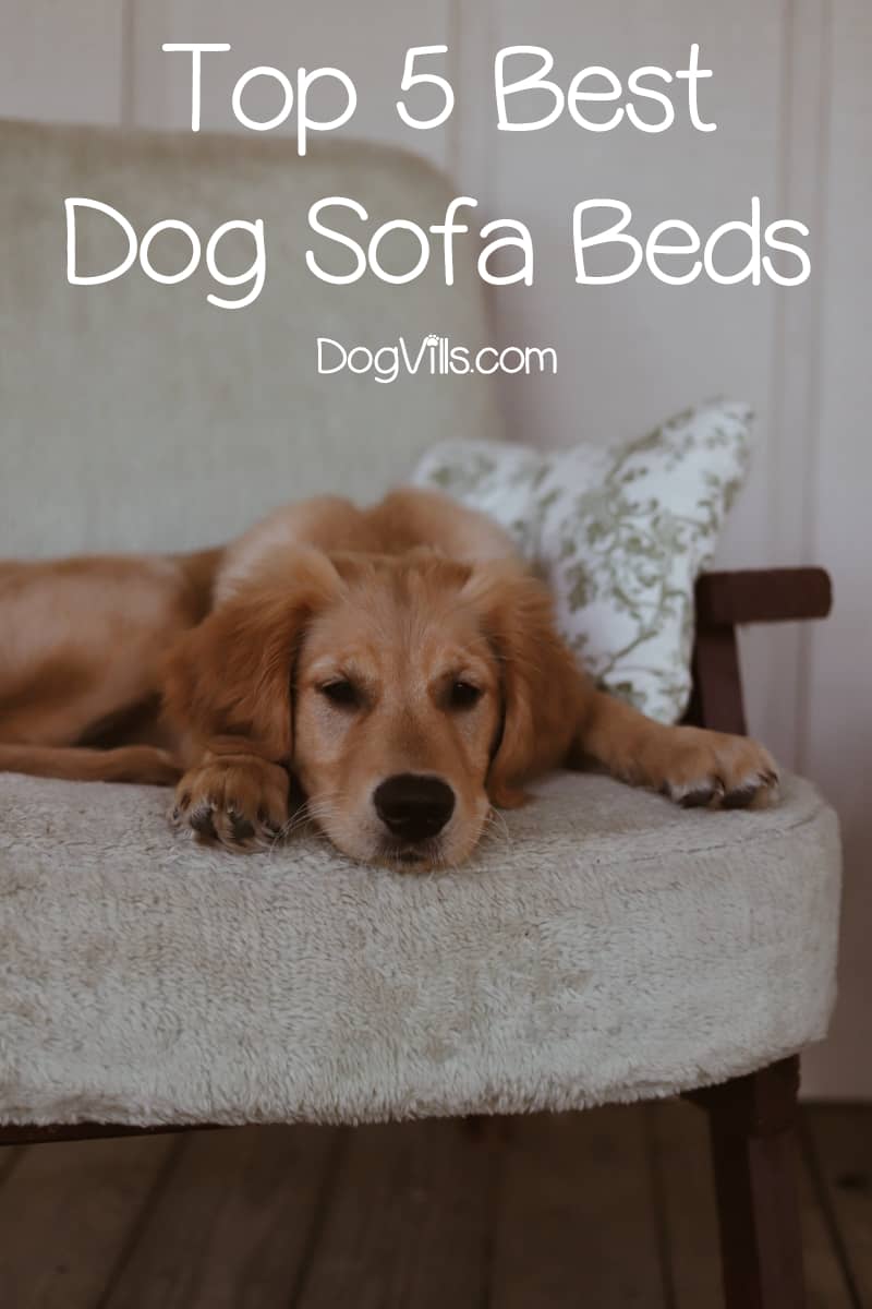 best dog sofa