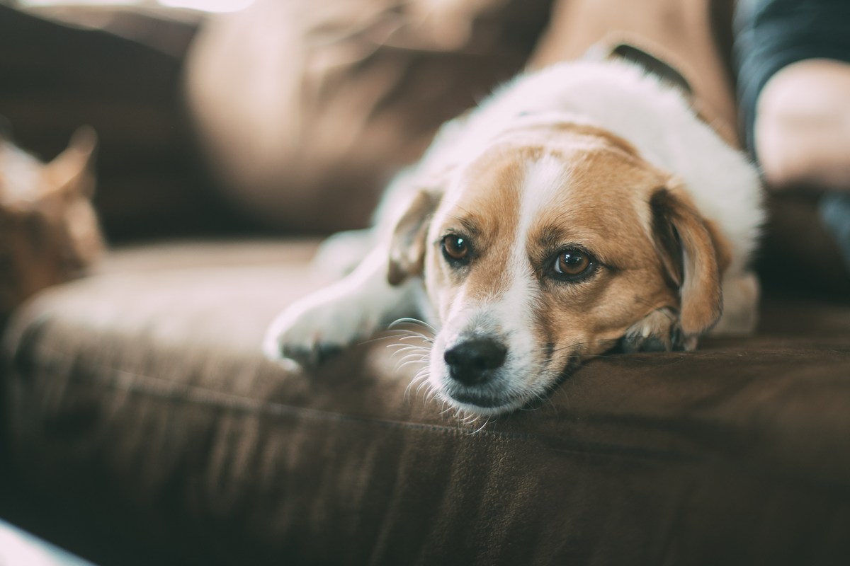 3 Signs Your Dog is Spoiled and What to do About It - DogVills
