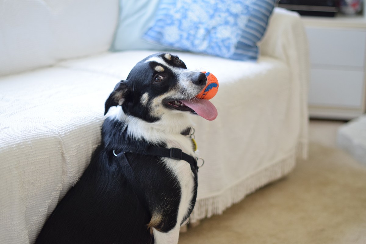 toys for deaf dogs