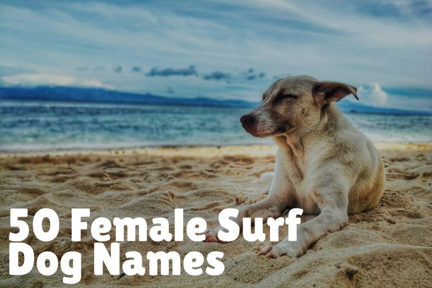 Top 50 best female surf dog names