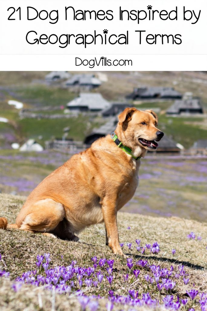 Looking for the best geography dog names? Check out these 21 inspired by geographical terms, then keep reading for 179 more ideas!