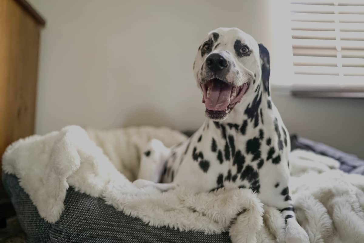 How to Keep Your Dog's Bed from Smelling Like a Dog