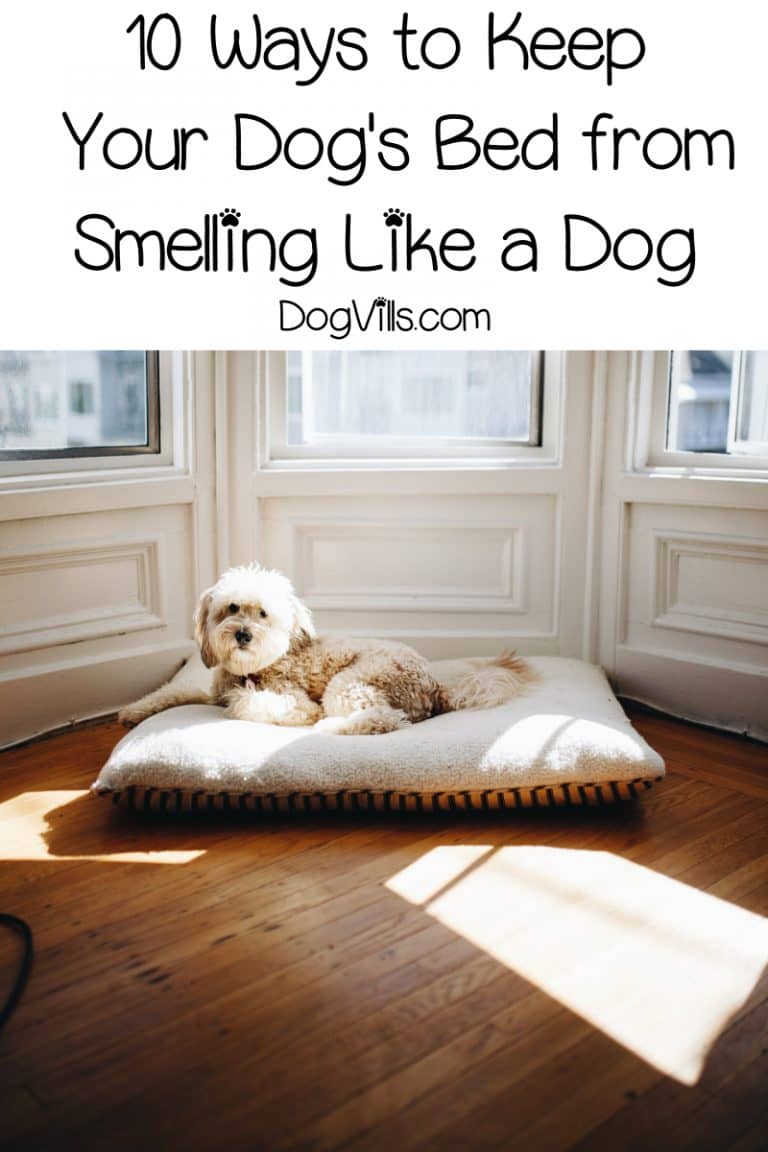 How to Keep Your Dog's Bed from Smelling Like a Dog