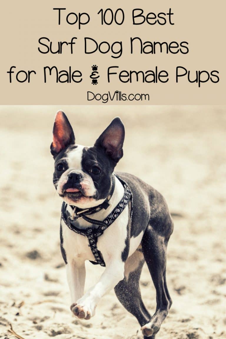 Top 100 Surf Dog Names for BeachLoving Pups DogVills